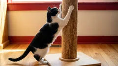 Why should you be happy if your cat runs away to sharpen its claws when it sees you?