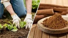 How to apply cinnamon powder to plants without overdoing it: doses, steps, and common mistakes