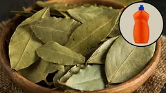 Mixing bay leaves with dishwashing detergent: why it is recommended and what it is useful for.