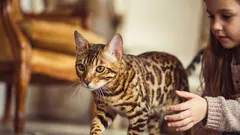What's wrong with Bengals? Why are cats of this breed often given away?