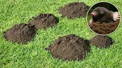 How to deal with moles on your property: a proven method