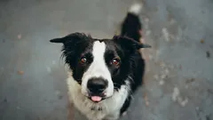 How swearing affects a dog's psyche: the truth they won't tell you at training