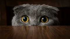 What cats are really afraid of: Top 5 most common phobias