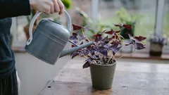 Living water instead of fertilizer: a simple way to revive indoor plants